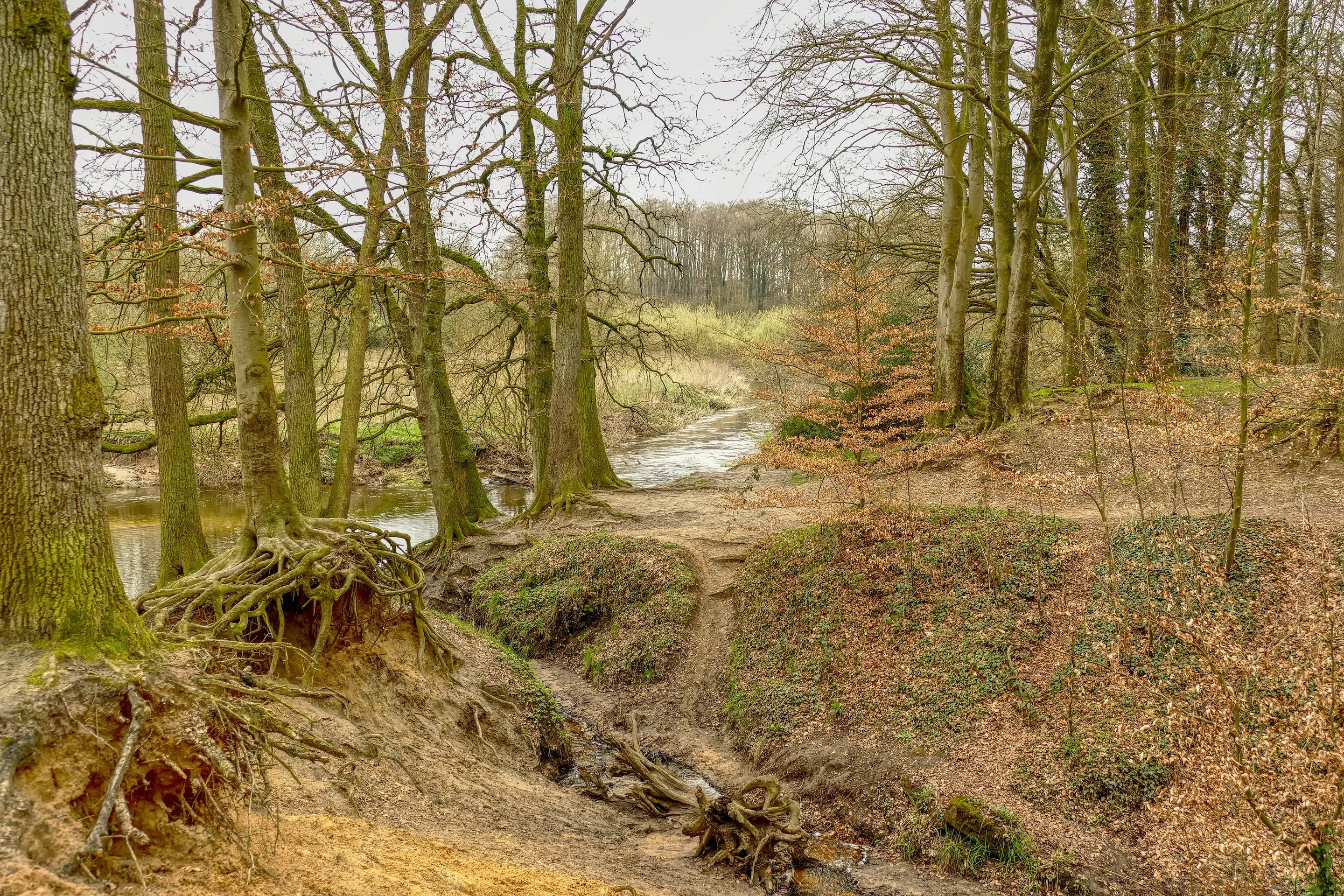 Schmaler Pfad durch lichten Laubwald an der Berkel bei Stadtlohn