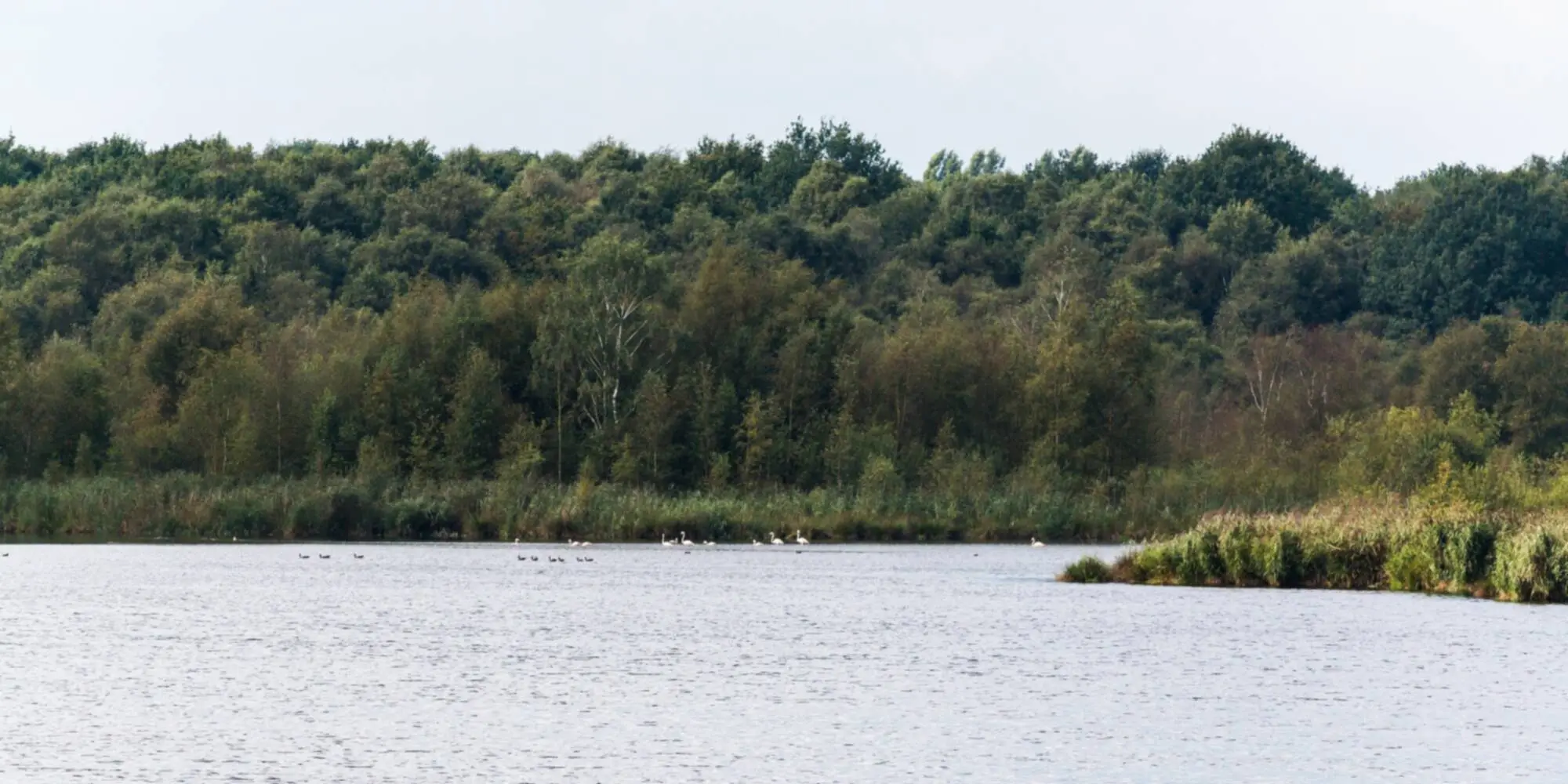 Wasserfläche im Naturschutzgebiet Zwillbrocker Venn bei Vreden